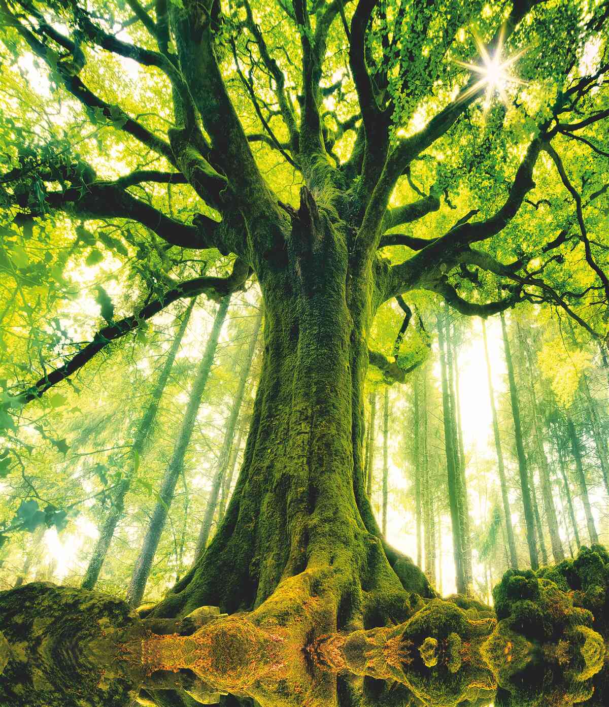 Carta da parati albero della vita nella foresta del mattino