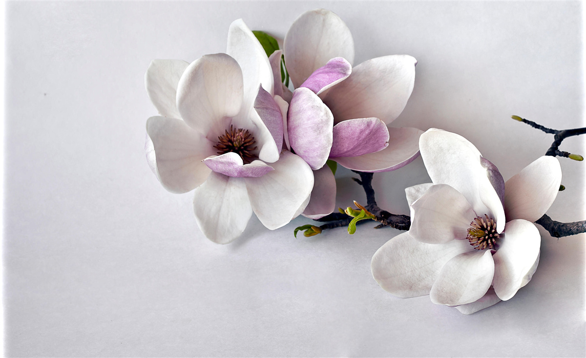 Carta da parati fiori di incredibile bellezza e di grandi dimensioni