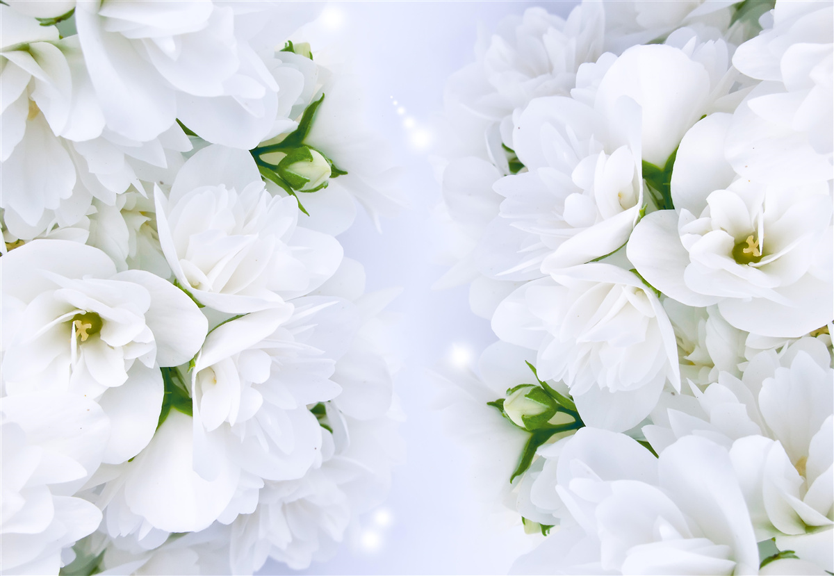 Carta da parati i fiori sono grandi e bianchi