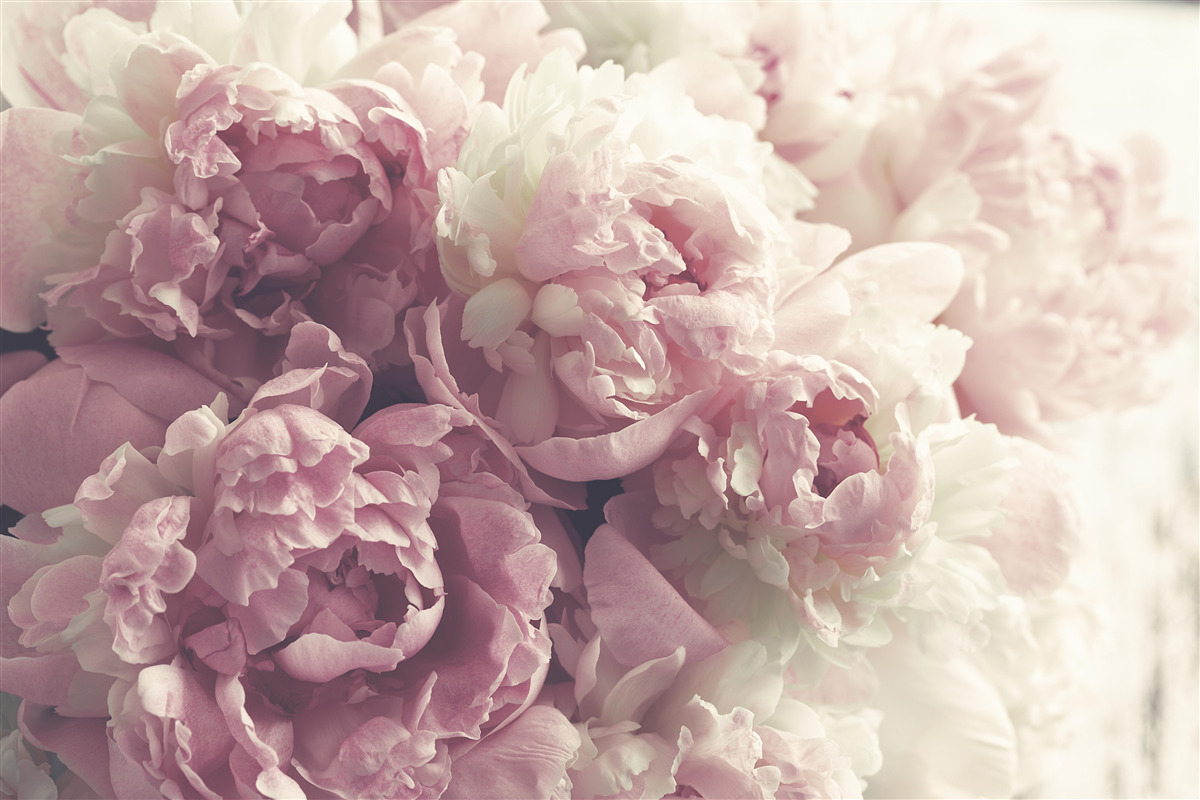 Carta da parati Arco di peonie rosa