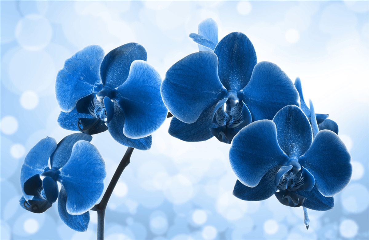 Carta da parati le orchidee sono blu scuro