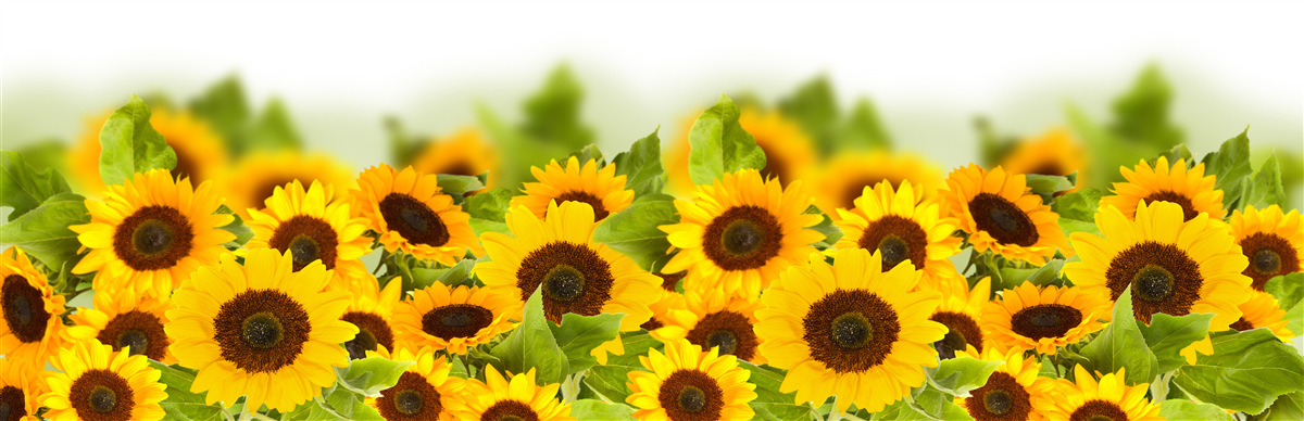 Carta da parati un gran numero di girasoli dorati