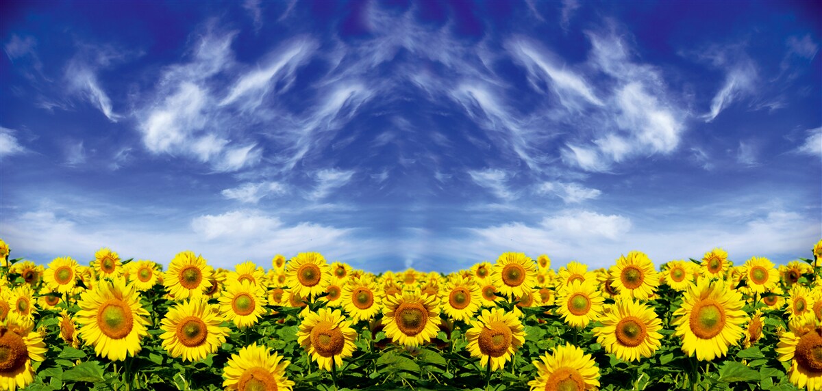 Carta da parati cielo blu su un campo di girasoli