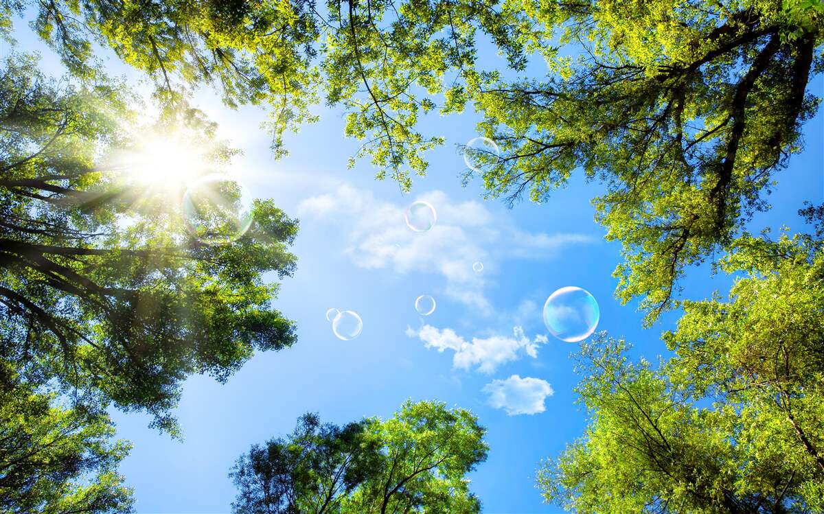 Carta da parati la foresta verde è illuminata dai raggi luminosi del sole