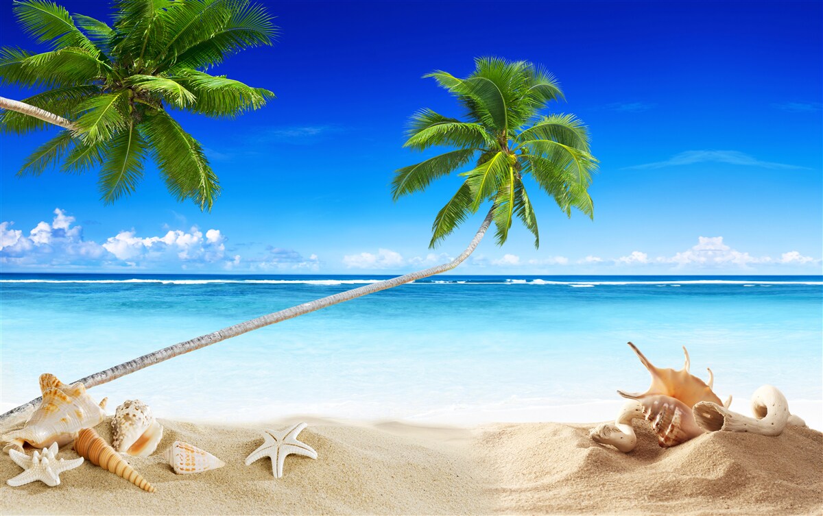 Carta da parati spiaggia tropicale e palme dove regna il silenzio