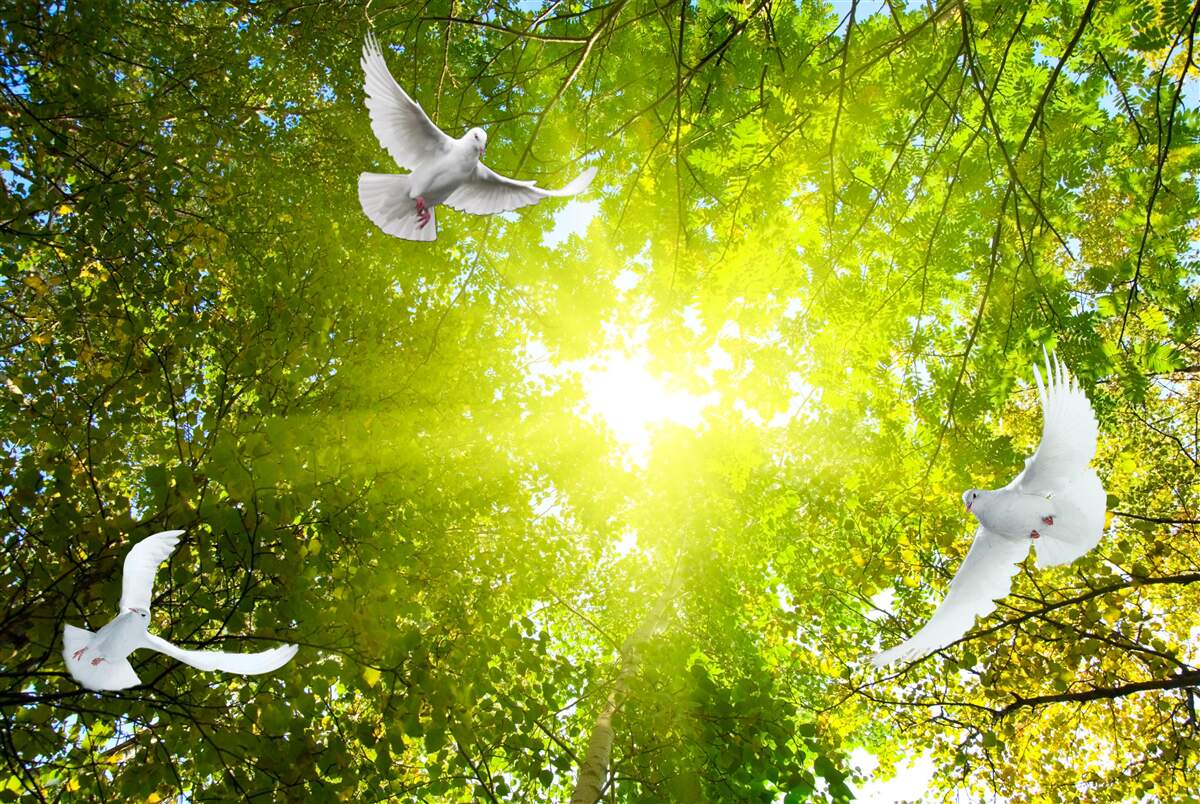 Carta da parati gli uccelli volano nelle profondità della foresta