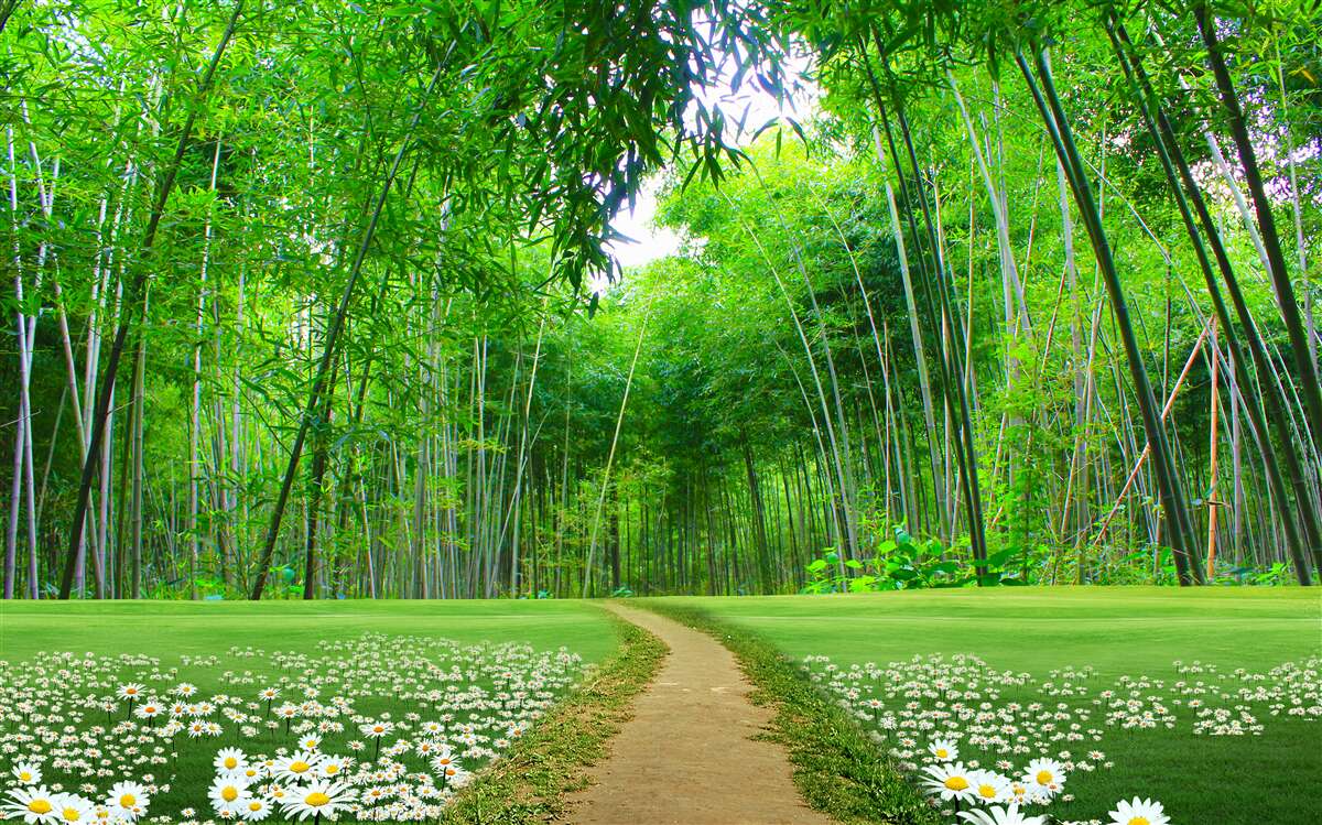 Carta da parati Sentiero attraverso una fitta foresta verde