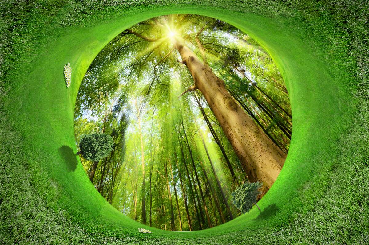 Carta da parati l'obiettivo guarda la foresta verde e ben curata