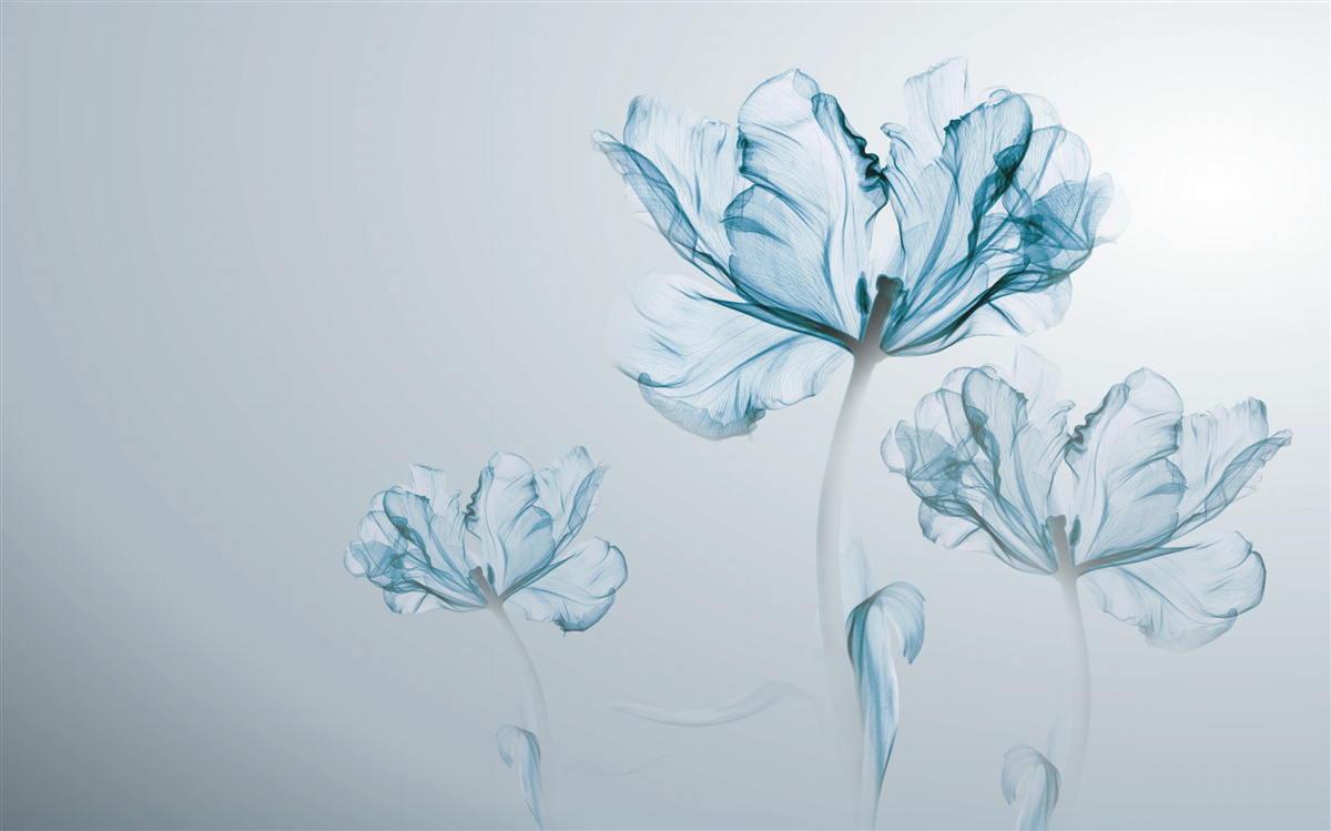 Carta da parati fiori blu con trasparenza