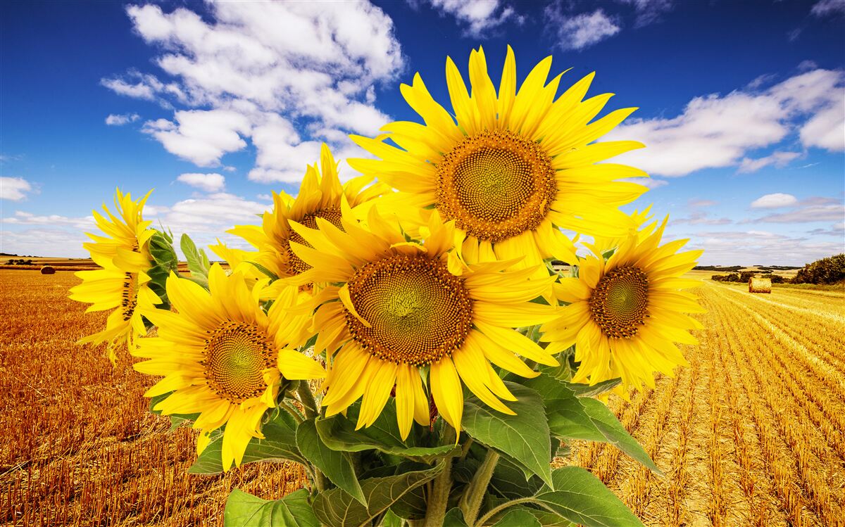 Carta da parati un mazzo di girasoli si staglia contro il cielo e un campo di grano