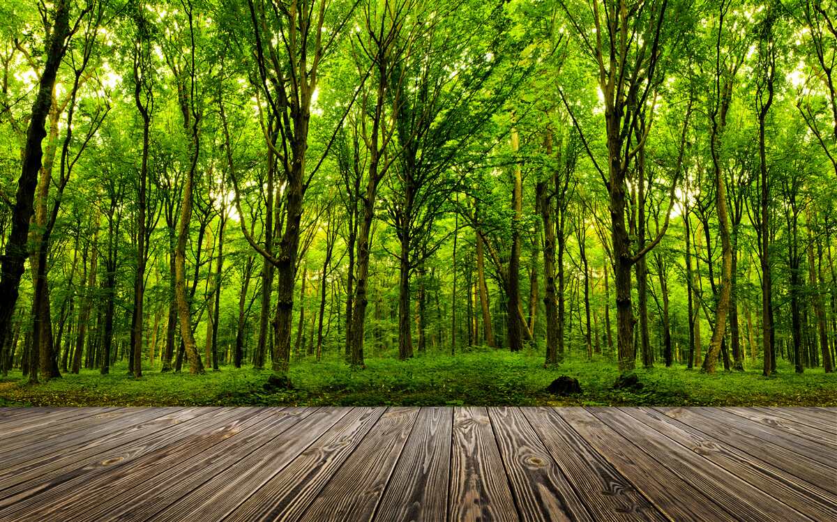 Carta da parati foresta verde, slanciata e ricca, illuminata dai raggi del sole