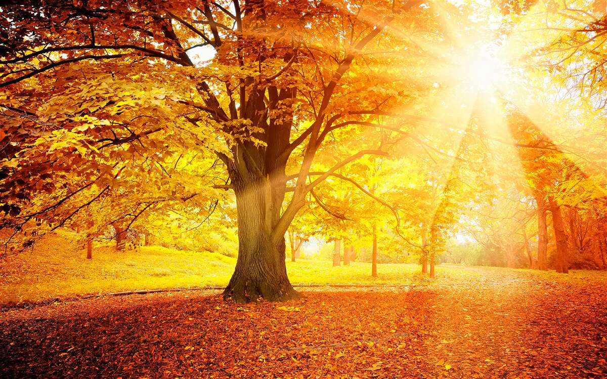 Carta da parati la luce brillante del sole penetra nella foschia autunnale della foresta