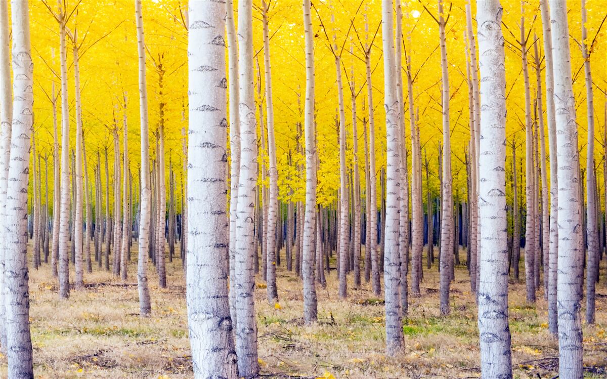 Carta da parati i colori gialli brillanti si accendono nel bosco di betulle
