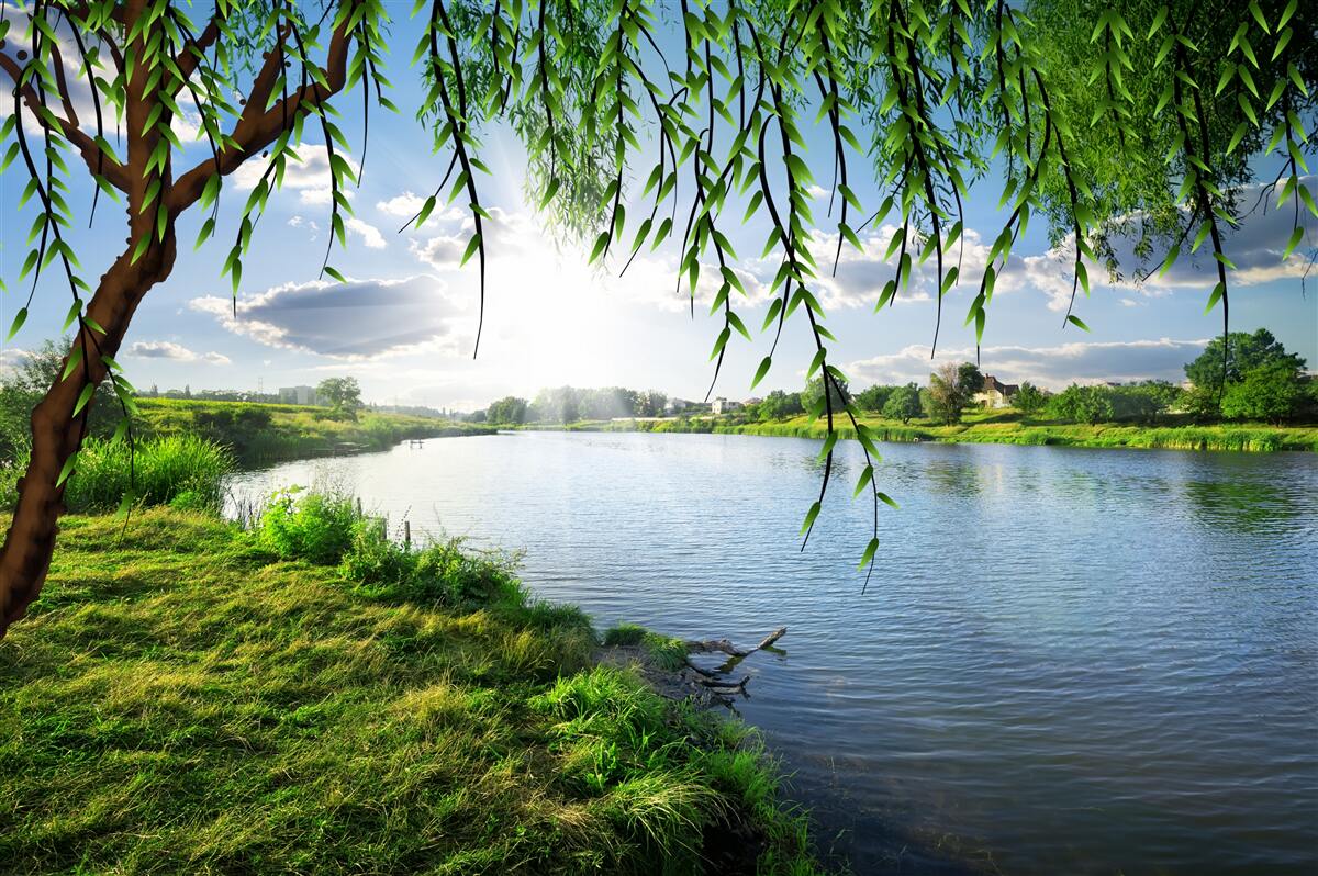 Carta da parati la bellezza del salice vicino alla riva dell'acqua calma