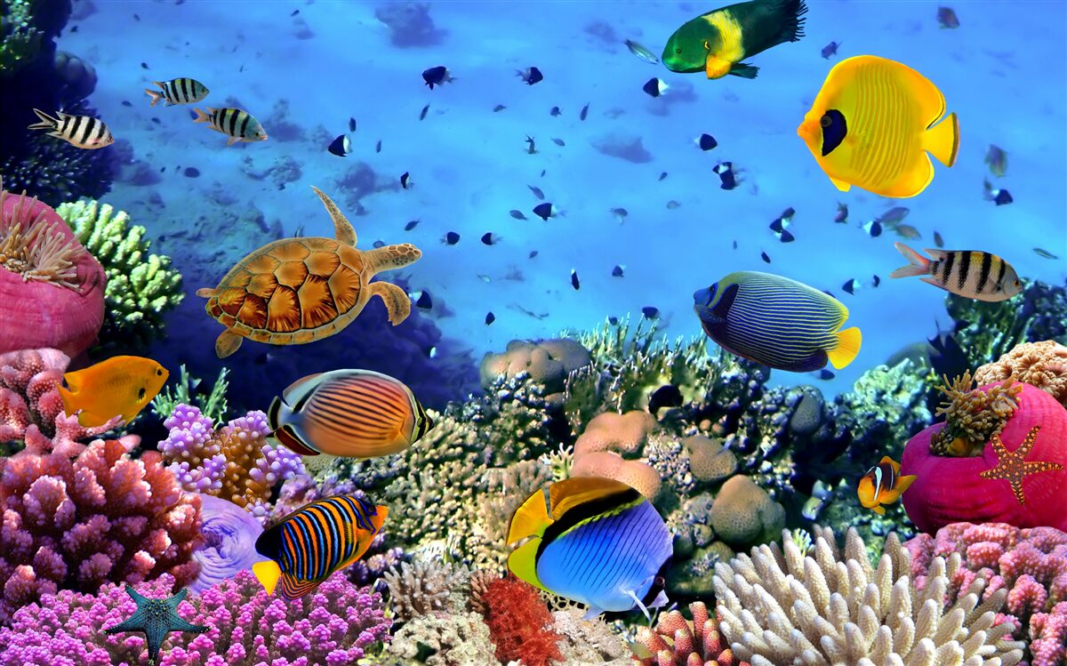 Carta da parati Le profondità marine sono ricche di vita sottomarina