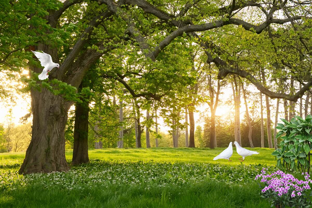 Carta da parati i piccioni brillano del loro bianco all'alba in una foresta verde