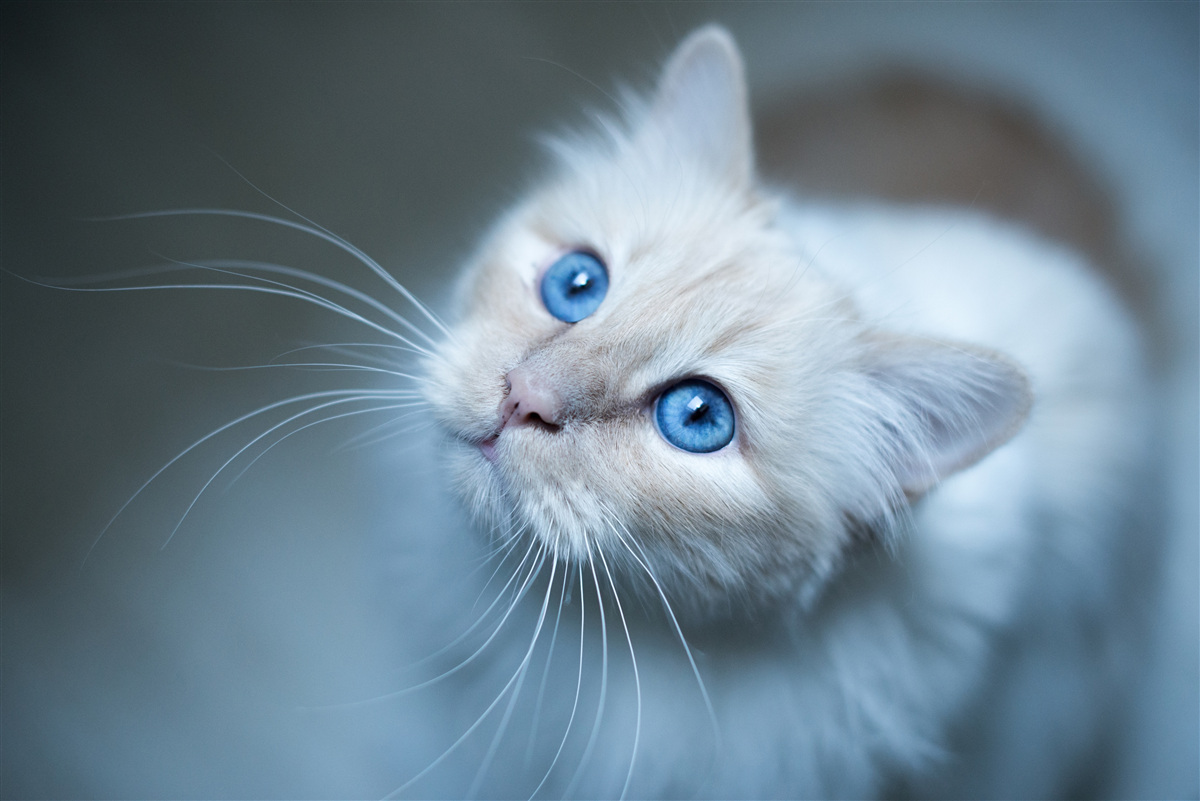 Carta da parati gattino con pelo bianco e occhi blu