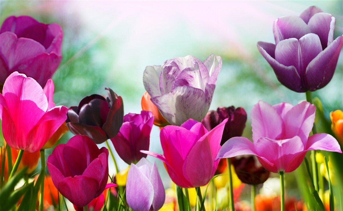 Fototapeta tulipany w różnych kolorach