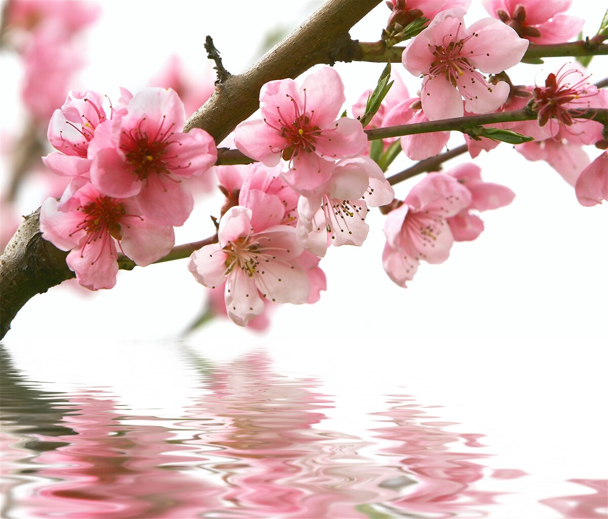 Carta da parati ramo di sakura rosa sospeso sull'acqua
