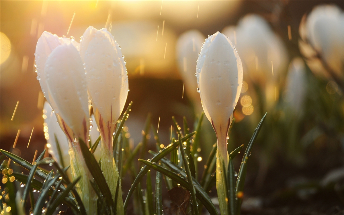 Carta da parati fiori di candida rugiada
