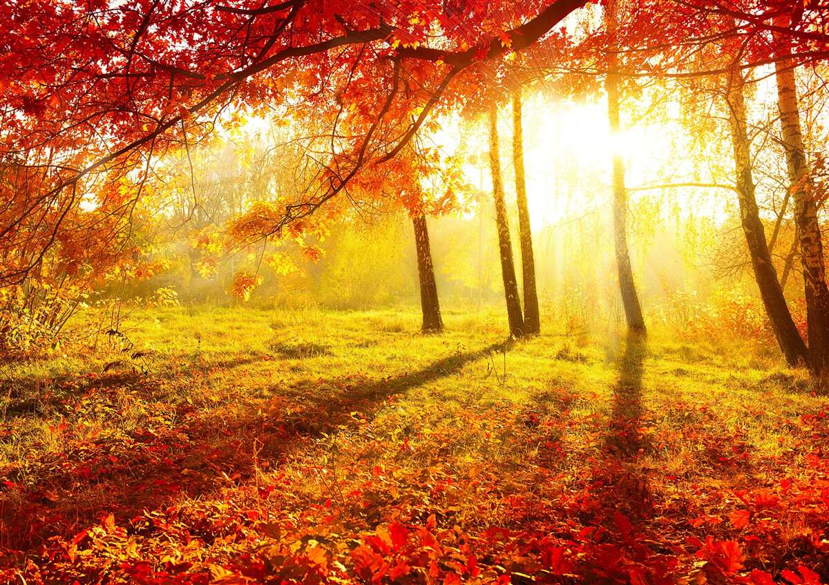 Carta da parati i freddi raggi di sole attraversano la nebbia autunnale