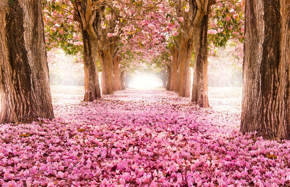 Carta da parati La sakura rosa copriva il vicolo