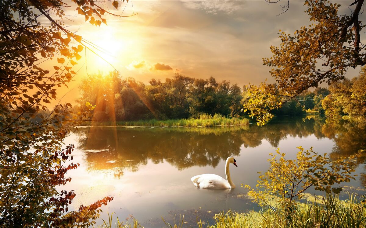 Carta da parati il sole su un lago in cui nuota un cigno