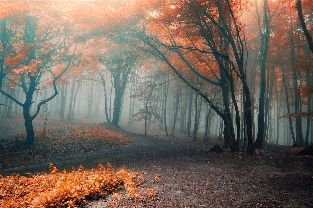 Carta da parati Un sentiero attraverso una foresta autunnale avvolta dalla nebbia