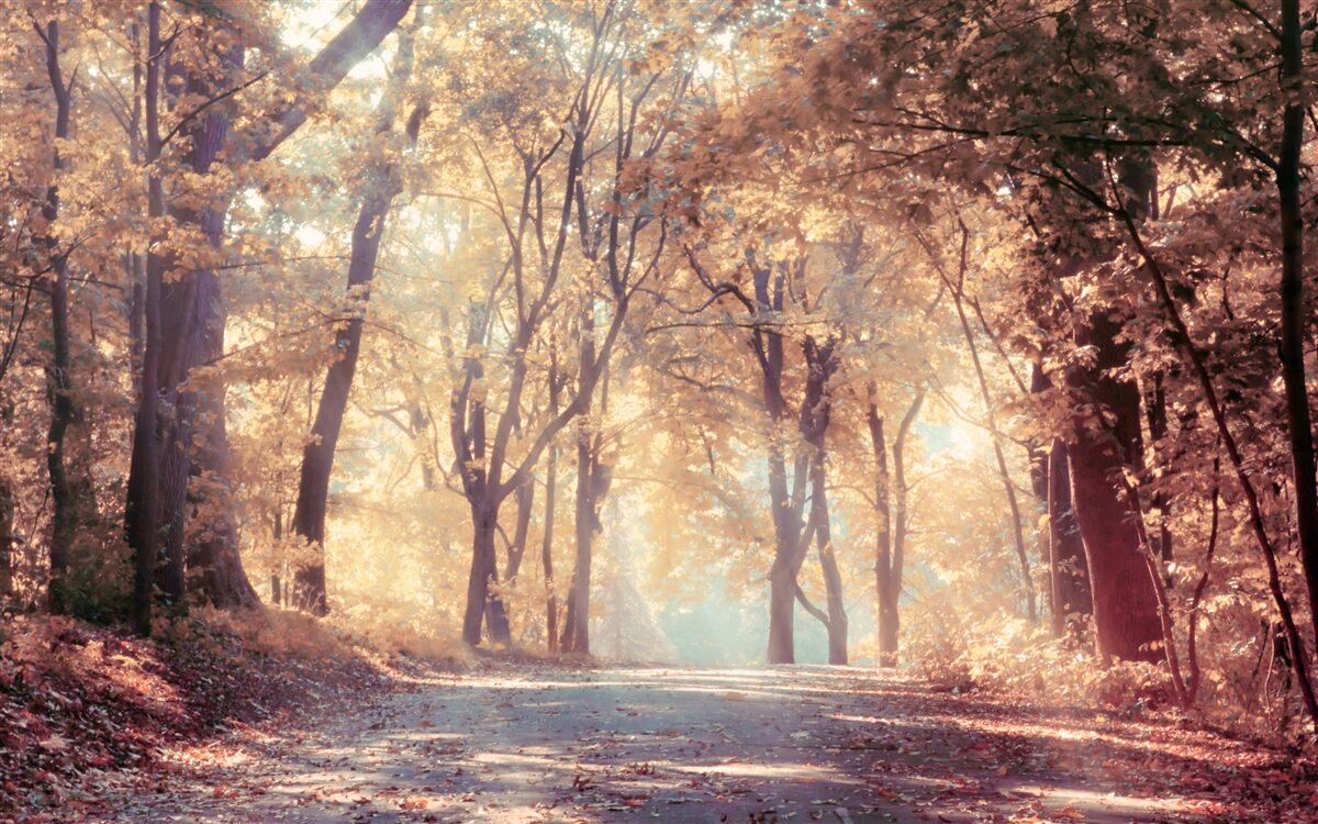 Carta da parati sentiero autunnale avvolto da una leggera nebbia