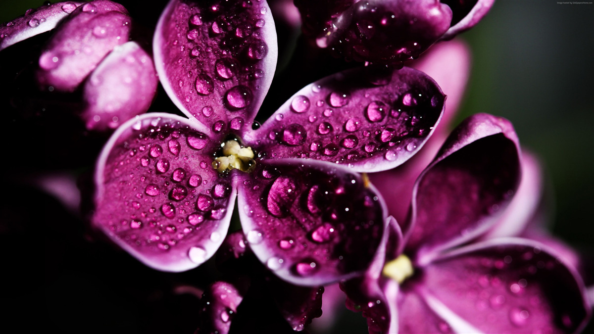 Carta da parati minuscole gocce sui fiori con una leggera tonalità viola