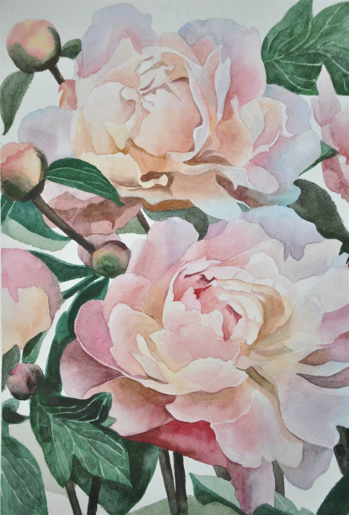 Carta da parati peonie dipinte ad acquerello
