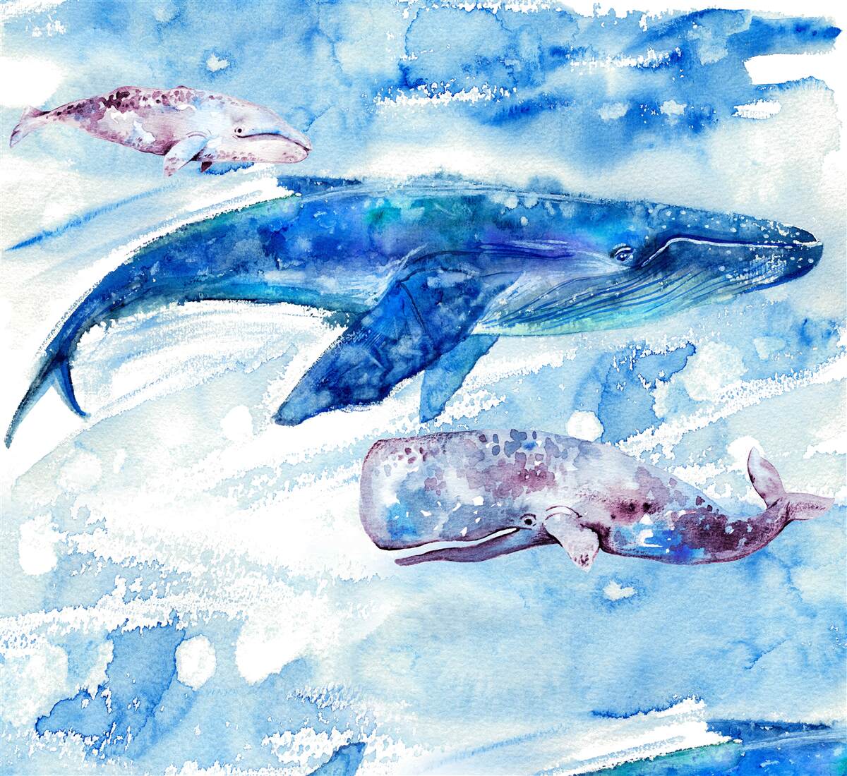 Carta da parati assunzione di acqua della balenottera azzurra