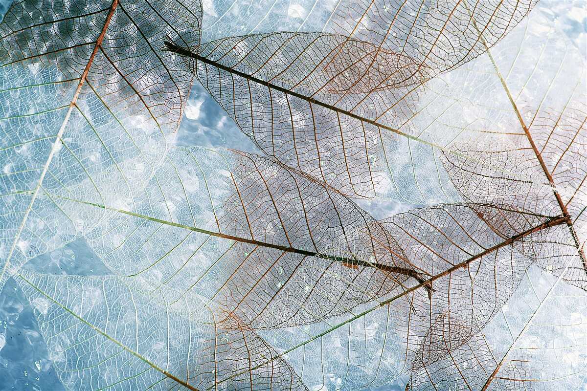 Carta da parati foglie trasparenti contro il cielo