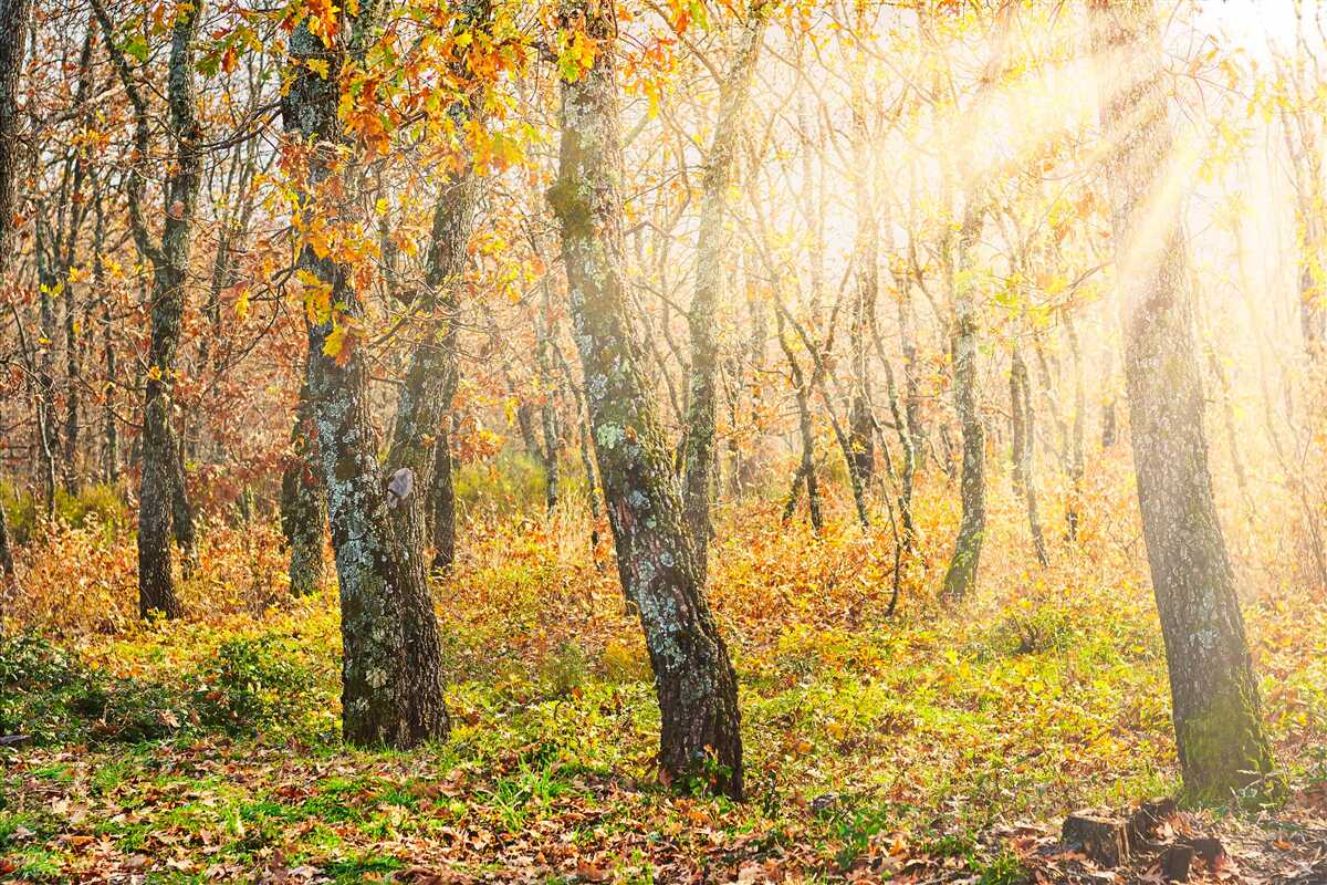 Carta da parati L'alba nella macchia autunnale