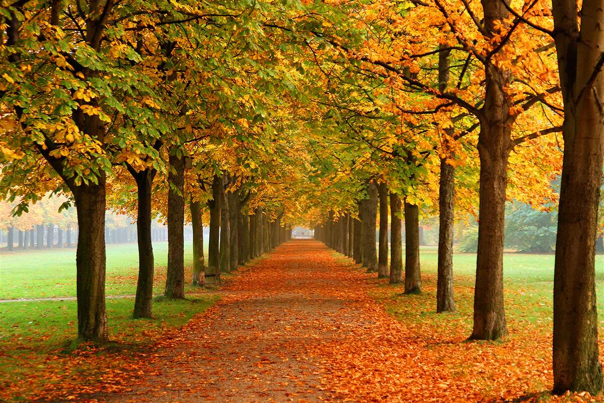 Carta da parati sentiero autunnale senza fine