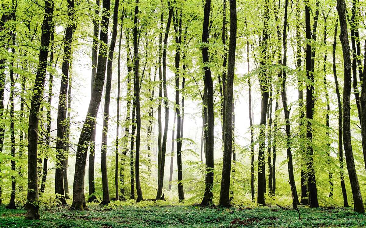Carta da parati alberi del mattino che si allungano verso l'alto come esili colonne