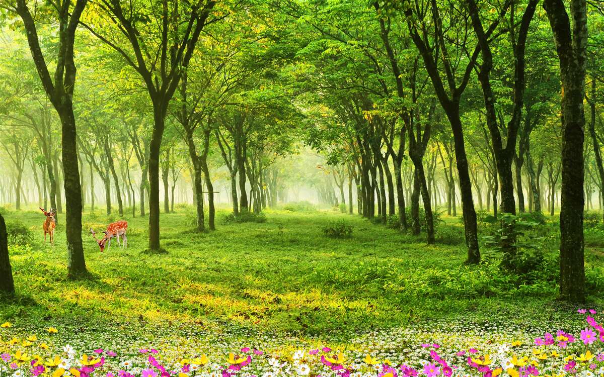 Carta da parati Splendida vista di una foresta con cervi su uno sfondo verde