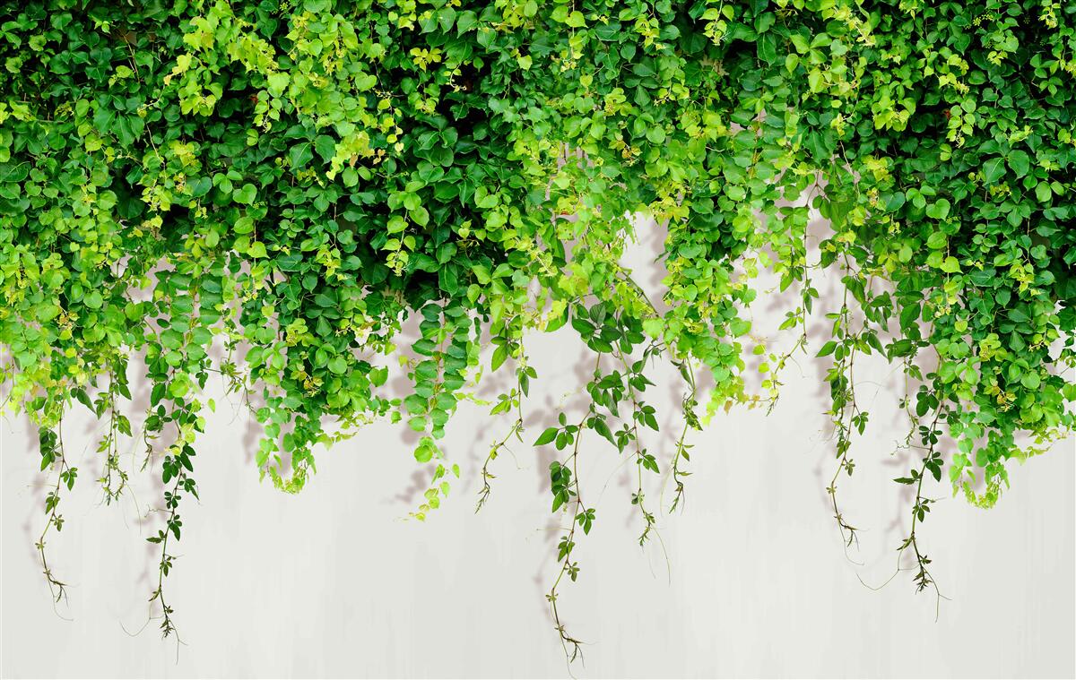 Carta da parati le piante appese sono di colore verde chiaro