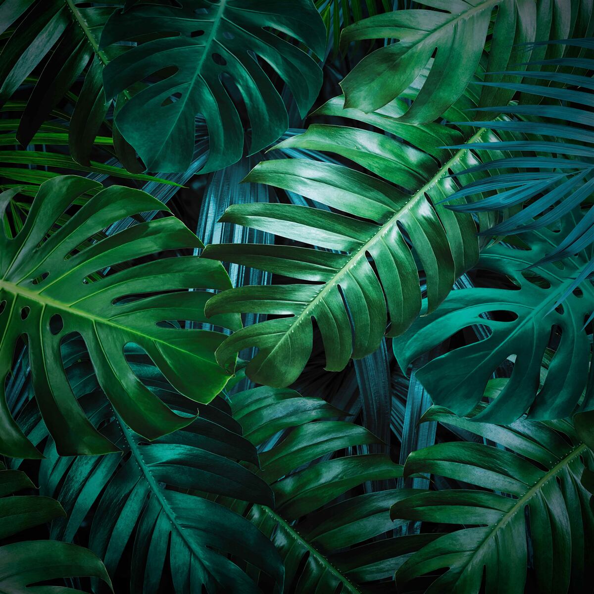 Carta da parati l'intensità delle sfumature di verde della foresta pluviale