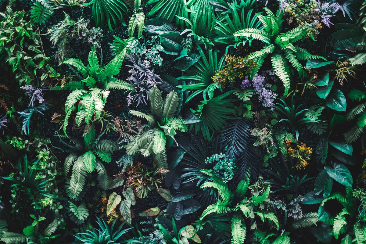 Carta da parati flora e fauna delle foreste tropicali