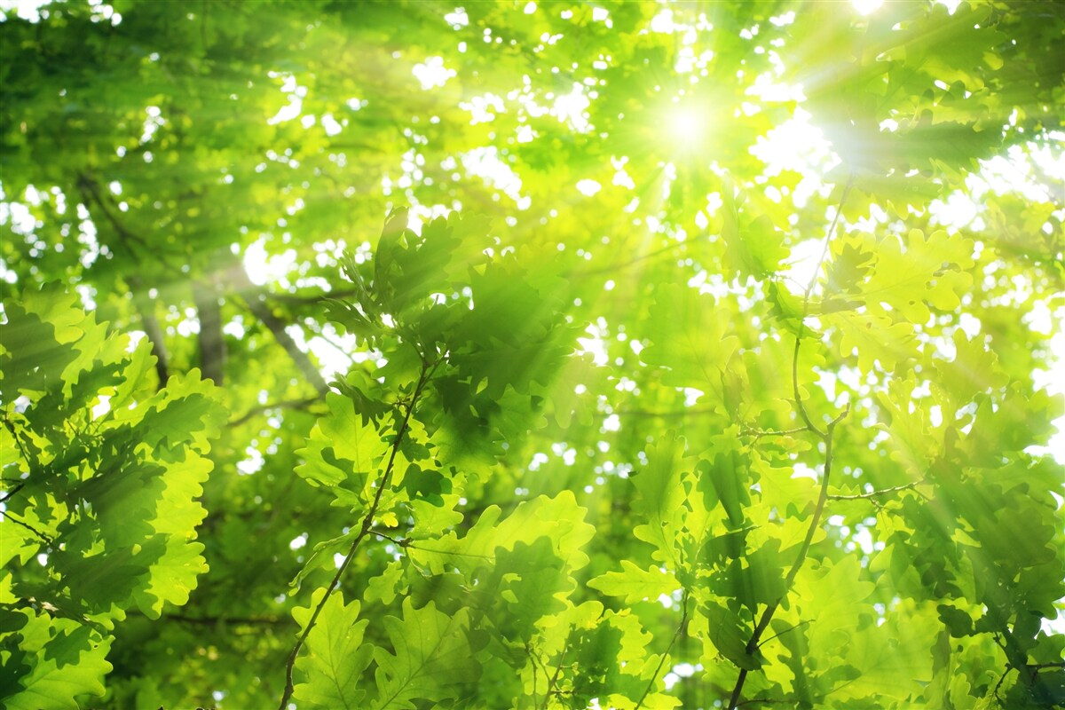 Carta da parati raggi di sole che brillano attraverso il verde della macchia