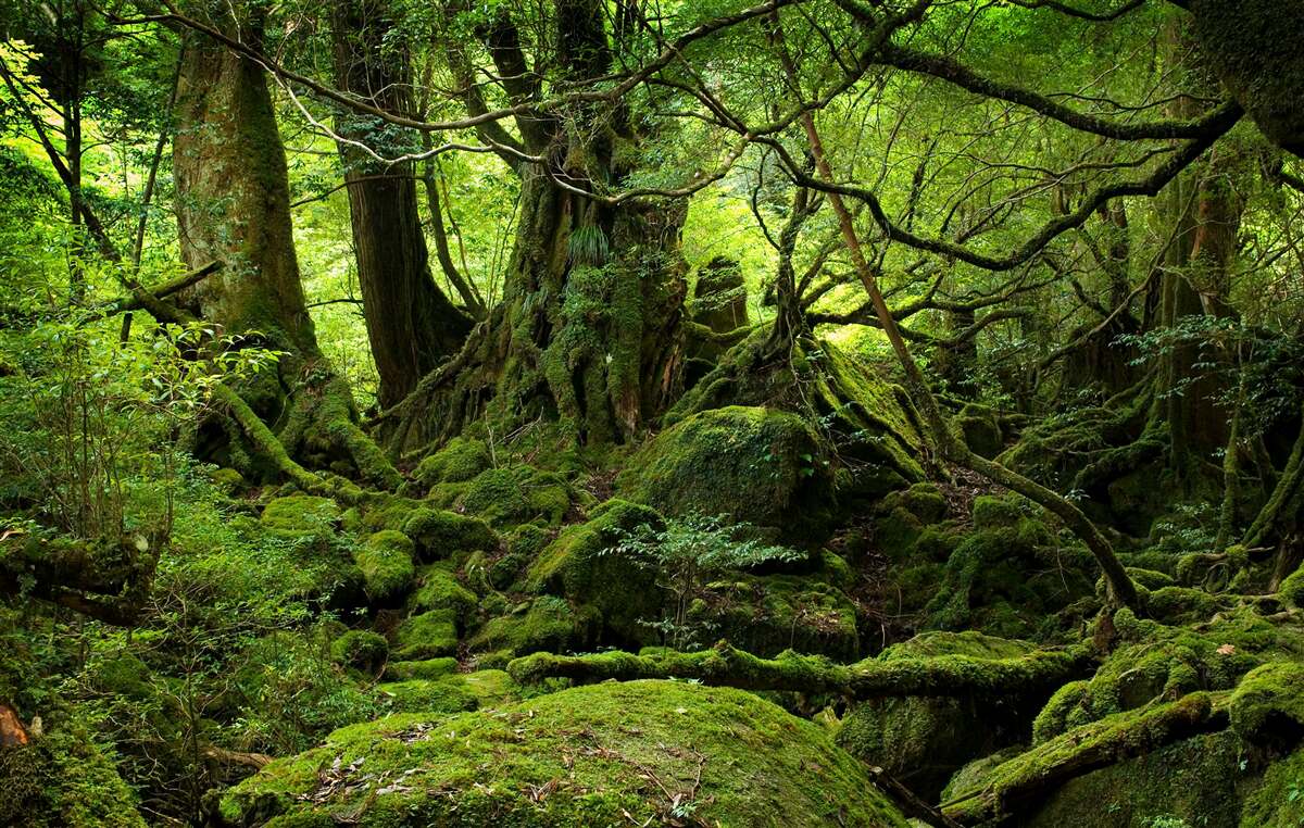 Carta da parati fitta foresta verde
