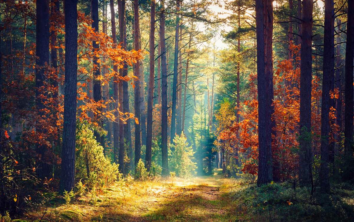 Carta da parati Un raggio di sole in una foresta autunnale