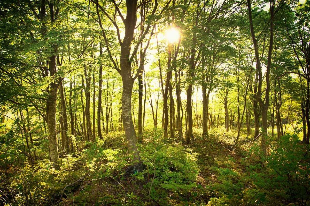 Carta da parati La luce del sole illumina il boschetto di pioppi