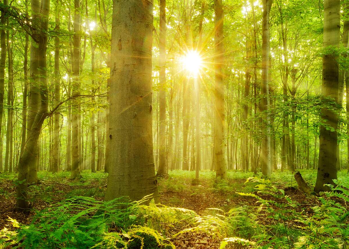 Carta da parati La luce del sole in una foresta di faggi