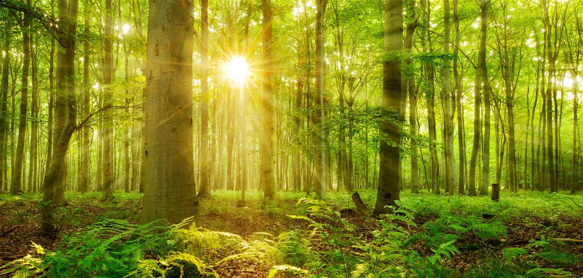 Carta da parati la foresta si anima al sole del mattino