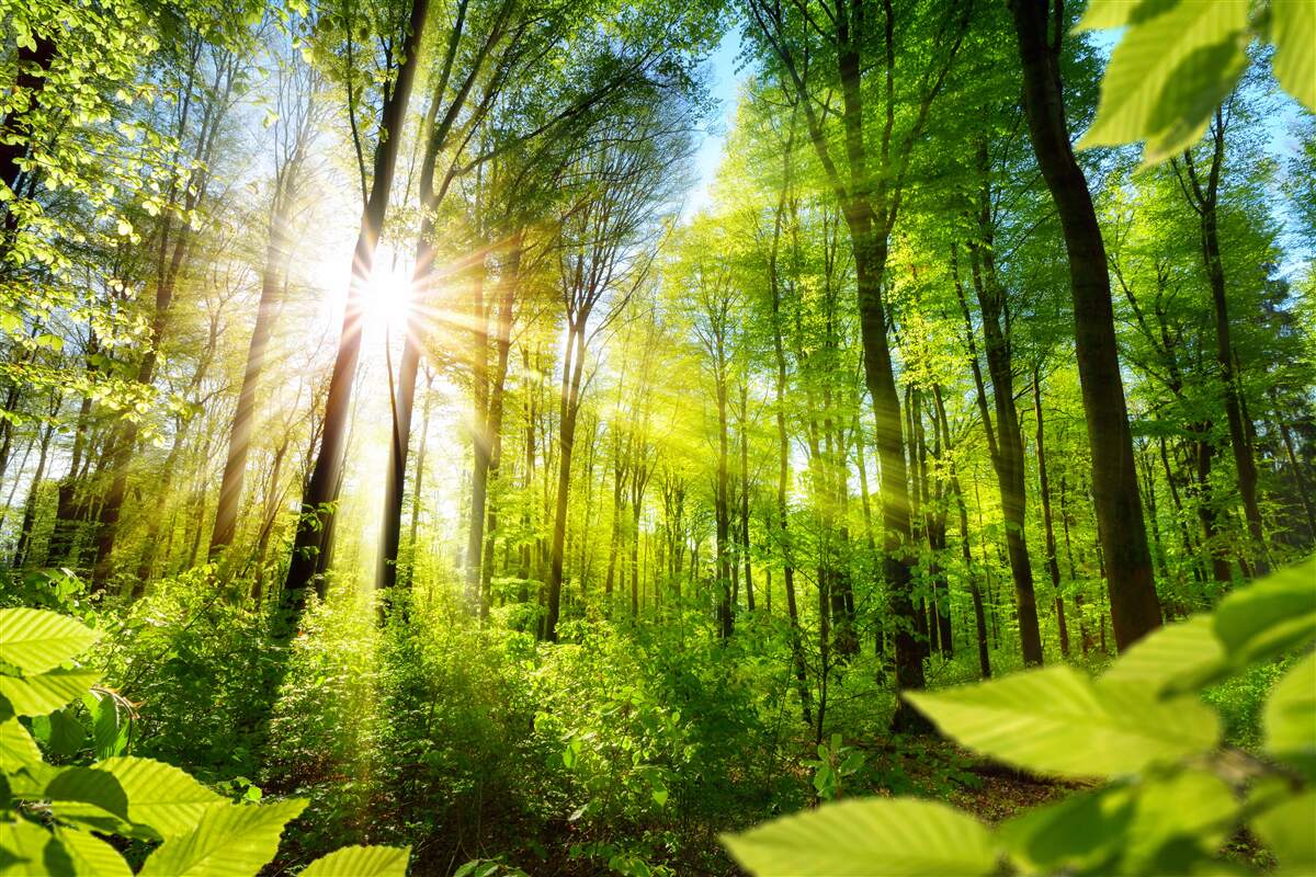 Carta da parati sole mattutino in una foresta verde