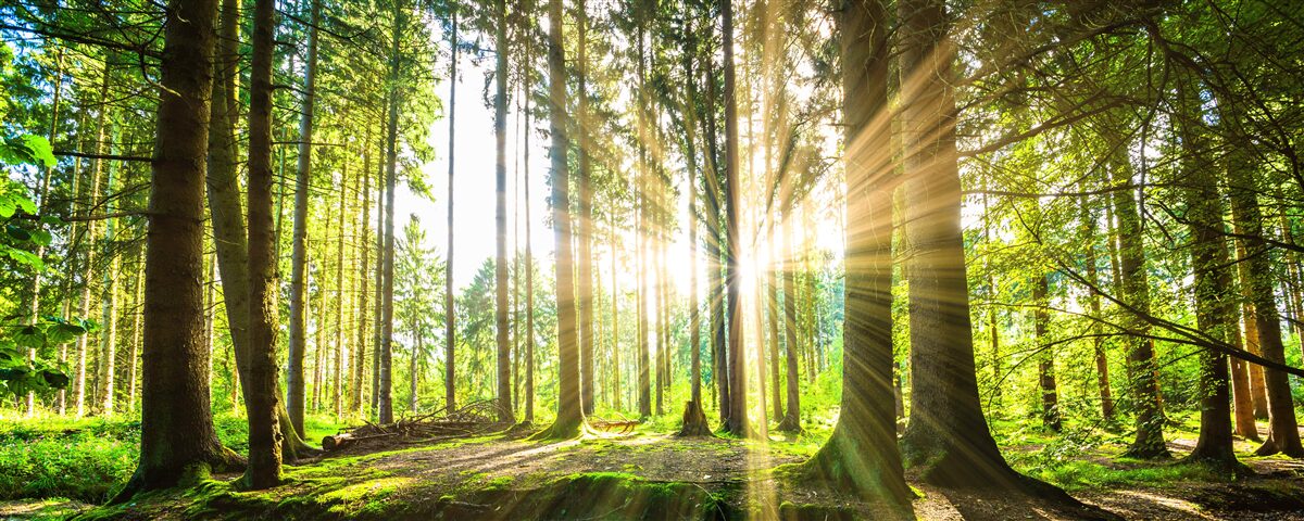 Carta da parati i raggi del sole penetrano tra gli alberi alti