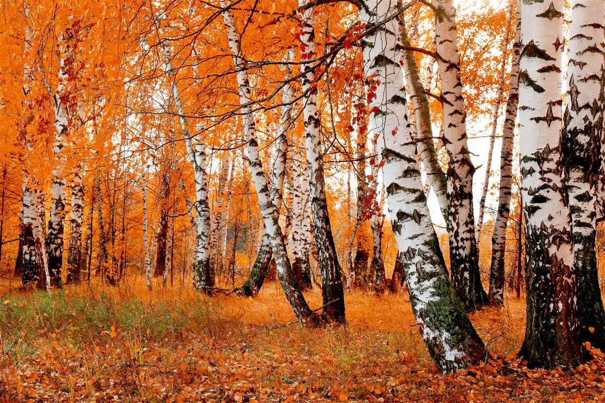Carta da parati le foglie di betulla sono arancioni