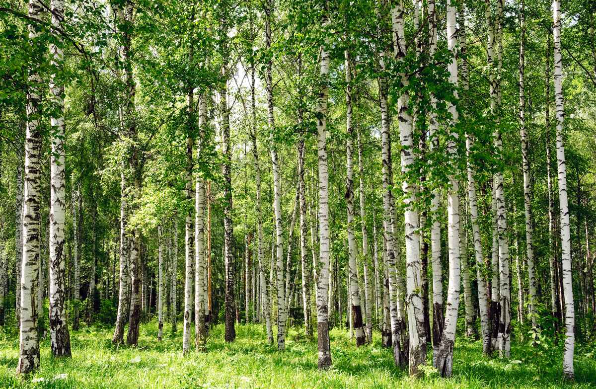 Carta da parati bosco di betulle alte e slanciate